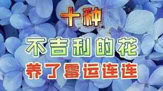 【家居风水】十种不吉利的花，养了霉运连连