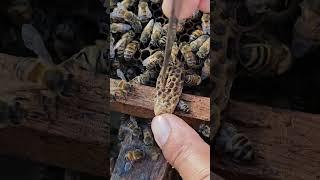 Big ang Good queen cell . #bee #honey #honeybeedance #insect