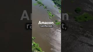 #exploring brazil in one minute #amazon #tropical #youtubeshorts #facts #exploringtheworld #science