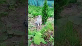Ириска на даче.