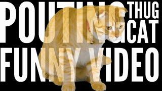 Funny LoFi Thug Cat Video