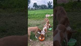 Food, shelter and love- the basics every animals deserve.