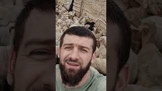 ищу бесплатного рабочего  #horse