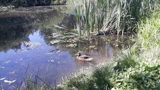 Утиные водные процедуры