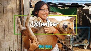 Rescue Paws - Street Dog Rescue & Rehabilitation Volunteering in Thailand