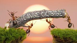 Получили посылку с муравьями.  На что способны мирные муравьи?! Заселяем муравьиную ферму.