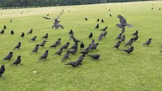 Lots of Crows come over for a snack