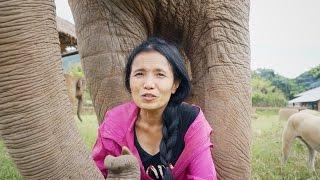 Elephant Nature Park's Inspiring Founder | Lek Chailert Interview