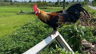 Wild Chicken Farm Alolaco đang phát trực tiếp!