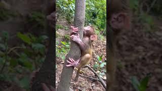 A mad monkey doesn't want to let the child go away from her