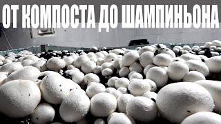 Выращивание шампиньонов. Бизнес в гараже. От компоста до грибов. Как это сделано