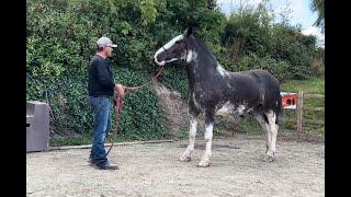 Huge beautiful horse knocks people over!! Can I help??