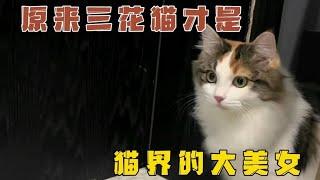 原来三花猫才是猫界公认的大美女，证据来了！