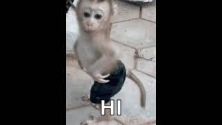 Mr monkey man