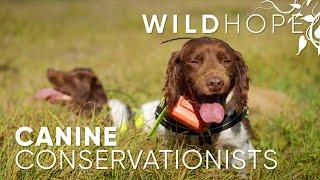 Dogs with jobs are protecting Australia's wildlife | WILD HOPE