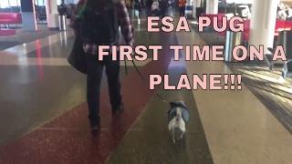 Pug's First Plane Ride