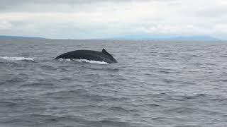 Humpbacks "Trumpeting" to warn of Transient Orcas