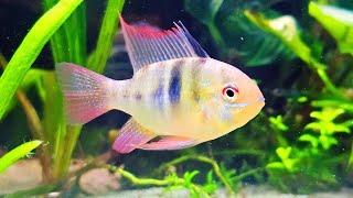 German Blue Ram Aquarium Live Stream ~ Relaxing Community Fish Tank with Water Sounds