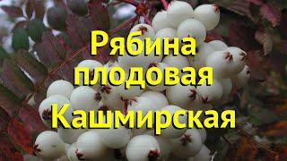 Рябина плодовая Кашмирская. Краткий обзор, описание характеристик sorbus Kashmirskaya