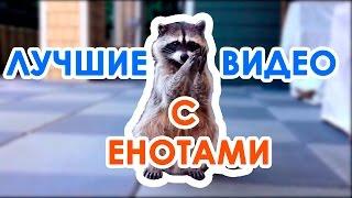 Самые смешные еноты!  Лучшие видео с енотами! Funniest raccoons!