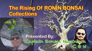 The Rising Of Ronin Bonsai Collections