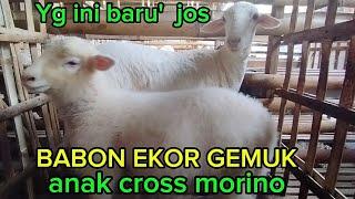 OBRAL DOMBA JANTAN  GEMUK GENDUT HARGA BETINA MURAH SEKALI  DULUR KU WA 085231645912 kediri jatim