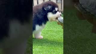 Husky Playing |#huskies#husky#playing#game#gaming#games#pets#petlover#puppy#dog#animals#puppies#cat