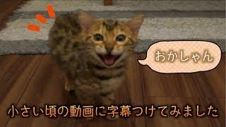 ルトとロゼの子猫時代の昔の動画に字幕つけてみたよ！！