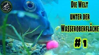 Karpfenangeln - Die Welt unter der Wasseroberfläche Teil 1 // Carp underwater feeding #underwater