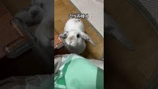 애교를부리면까까가생기는걸아는토끼 #rabbit #mybunny #bunny #토끼 #love #양갱 #까까