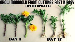 How to Grow Marigold From Cutting Fast N Easy (With Update Video)