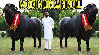 ALL INDIA CHAMPION MODI MURRAH BULL  FROM LAKSHMI DAIRY FARM JALALABAD PUNJAB