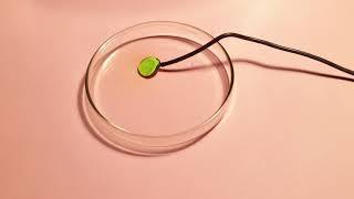 A piezo contact mic treated with nitric acid