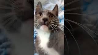 степан#страшное кино 2
