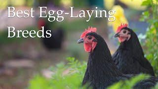 Top 4 Best Egg-Laying Chicken Breeds for Your Backyard Flock