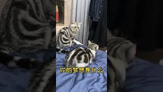 成精的小猫咪！普通话八级！