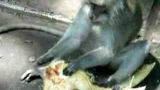 Motivated Hungry Monkey