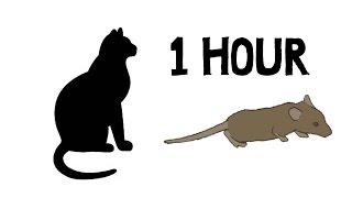 CAT GAMES - MOUSE HUNT 1 HOUR VERSION (FOR CATS ONLY)