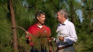 Bringing Back Longleaf Pines