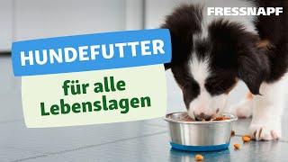 Welches Hundefutter ist das Beste? Antworten für Welpe, Adult & Senior