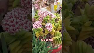 다육이 묵은둥이 신동! 쪼그만꽃다발!!#다육이#다육이꽃#신동