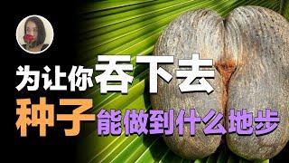 【种子】为了让你吞下去能做到什么地步?变硬变滑还变强了