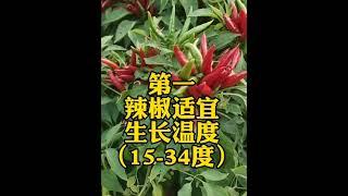四月家庭菜园蔬菜种植时间表，收藏备用
