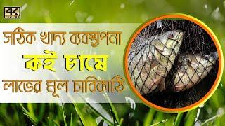 সঠিক খাদ্য ব্যবস্থাপনা কই চাষে লাভের মূল চাবিকাঠি/Anabas farming in Bangladesh #Balaram_Mahalder