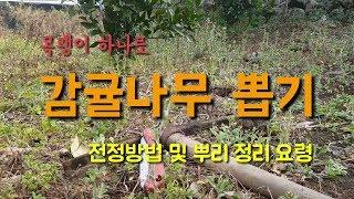 귤나무묘목 옮기는 시기 전정방법(가지치기) 및 뿌리정리법