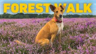 [NO ADS] Dog TV  Forest Dog Walk as Heather Blooms at End of Summer 🪻 Nature Sounds for Dogs