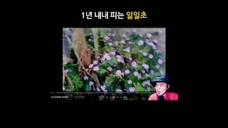 아프리카 우리집. 일일초는 매일 핀다.  #새마을_세네갈