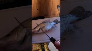  HOW TO FILLET CRAPPIE         #fillet #cleaningfish #filletfish