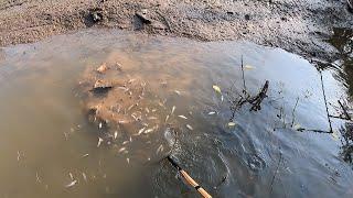 Bủn Rủn Tay Chân Gặp Những Đàn Cá Khủng Khiếp K Vớt Nổi | Kích Cá Miền Tây | Catch Fish