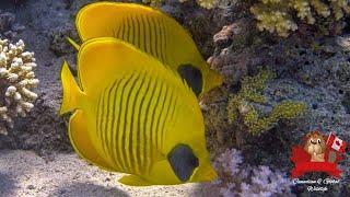 Coral Reef Facts: Discover The Great Barrier Reef